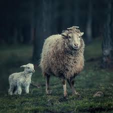 Mother Sheep Photograph By Oksana Ariskina Oksanaariskina Oksanaariskinafineartphotography Artforhome Fineartprint Animals Animal Photo Wild Animals Photos