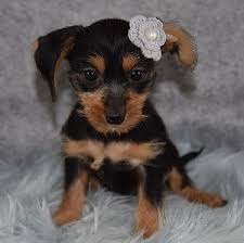 Find dachshund puppies for sale on pets4you.com. Doxie Mix Puppies For Sale