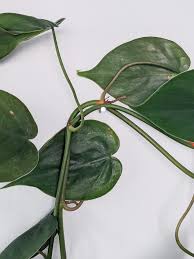 While most plants are harmless, several can be deadly. The Easiest Way To Vine Houseplants On Walls Anyone Can Do It