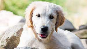 We did not find results for: Dogs And Puppies Rspca Nsw