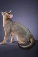 Blue Abyssinian Cat - Overview and Facts - Cat Bounty