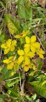 Image result for Ochna pretoriensis