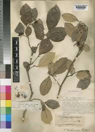 Image result for Trichocladus ellipticus