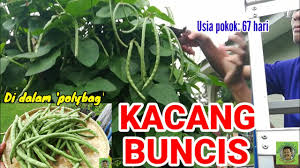 Setiap penanaman yang dilakukan pasti akan ada pertumbuhan rumpai yang mengganggu tanaman dalam proses persaingan nutrien. Kacang Buncis Di Dalam Polybag Youtube
