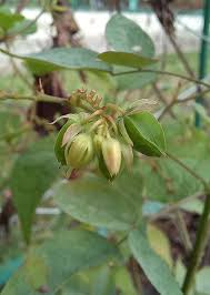 Image result for Oxalis barrelieri