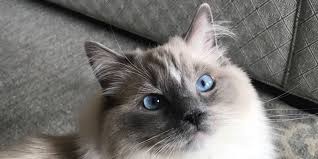 Easily book affordable pet sitting near you! Dog Day Care Dog Walking Pet Sitting House Sitting Services In Tucson