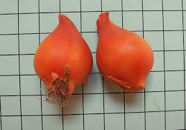Maybe you would like to learn more about one of these? Tulipa Species Four Pacific Bulb Society