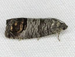 Image result for Cydia cornucopiae