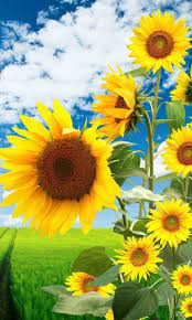 This purchase can be used on your lock screen, your home screen, or both. Earth Sunflower Mobile Abyss