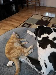 We don't know what has exactly happened to the dogs however the owner is. My 10lb Orange Terror Floki And His 230lb Harlequin Dane Brother Theodore Kitty Always Steals The Pups Bed Aww
