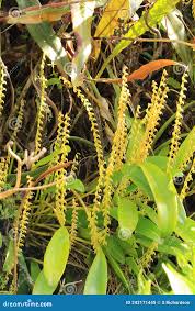 Image result for Erythroxylaceae