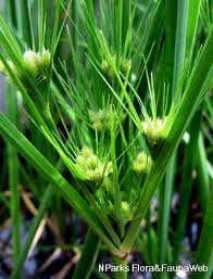 Image result for Cyperus dilatatus