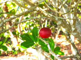 Image result for Ochrosia