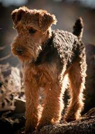It is a dog that enjoys fullest for him. Welsh Terrier Airedale Terrier Terrier Dog Breeds Dog Breeds