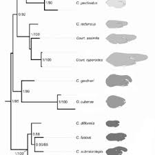 Image result for Courtoisina assimilis