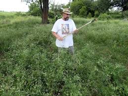 Image result for Leucas sexdentata