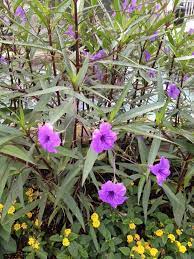 Mexican Petunia Ruellia Brittoniana Mexican Petunia Is A Tough Perennial Which Does Well In Nearly Full Shade To Full Sun Ther Plants Perennials Petunias
