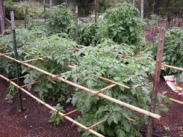 Unterstutzen Sie Ihre Lokalen Tomaten Tomato Plants Support Tomato Trellis Tomato Garden