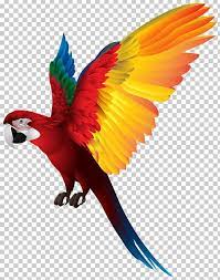 Red Breasted Pygmy Parrot Bird Png Clipart Beak Bird Birds Clip Art Clipart Free Png Download Bird Nature Desktop Wallpaper Parrot Bird