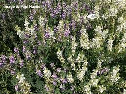 Image result for Astropanax goetzenii