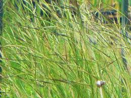 Image result for Heteropogon melanocarpus
