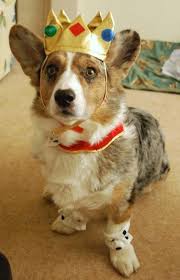 Results will be announced on the blog on saturday, nov. Free Download The Only Cute Corgi Halloween Costume Post 90 Pics Izismilecom 387x600 For Your Desktop Mobile Tablet Explore 50 Lobster Corgi Wallpaper Lobster Corgi Wallpaper Lobster Background Corgi Wallpaper
