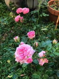 The sweet drift rose is best suited for sunny areas and will adapt to a variety of soil types. Sweet Drift Rose South Florida Rose