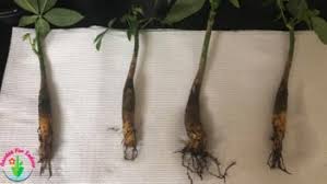 Roots have a capability of absorbing inorganic nutrients against the the cells in this region grow rapidly. How To Fix Root Rot In Money Tree Signs And Causes Garden For Indoor