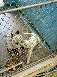 Abandoned dog found in Campbell County