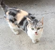 Sokak Kedisi Cats Animals Bout