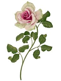 How to create rose illustrations. Botanical Illustration Rose Illustration Flower Mural