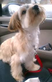 Black And Tan Yorkie Poo Puppies For Sale Say Cheeseeee Yorkie Poo 3 Yorkie Poo Yorkie Poo Haircut Yorkie