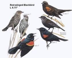 Black Bird With Red Spot On Shoulder Red Winged Blackbirds Agelaius Phoeniceus Are A Familiar Sight Atop Cattails Along Soggy Roadsides On Telep Black Bird Red Wing Blackbird Bird Pictures