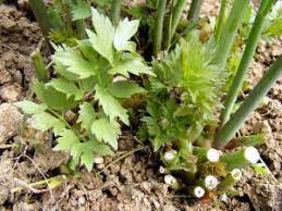 Legumes Perpetuels Presentation Interet Et Conseils De Culture