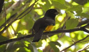 Pesquisa descobre nova espécie de ave criticamente ameaçada em Alagoas,  veja fotos e vídeos | Terra da Gente | G1