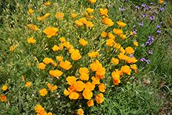Image result for Eschscholzia californica