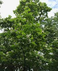 Catalpa worms are named after the tree on which they dine, the catalpa tree. Catalpa Trees Catawba Worms And Southern Lore Finegardening