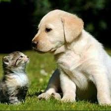 Risultati immagini per animaux