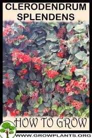 Image result for Clerodendrum splendens