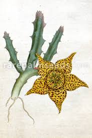 I try to help eliminate wasted time so you can get back to. Orbea Variegata Starfish Plant Buy Seeds At Rarepalmseeds Com
