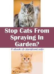 18 Surprising Stop Cat Spraying Front Door Male Cat Spraying Cat Spray Cats