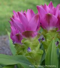 Plant hardiness zones for australia. Zone 9 A Flowers In The Garden With Maria