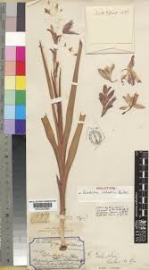 Image result for Gladiolus elliotii