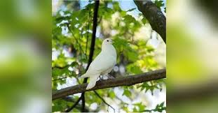 Patricia Ann Gresham Obituary