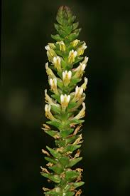 Image result for Hebenstretia