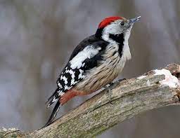 Protonym, picus scalaris), wagler, 1829, also known as the cape woodpecker, as baird's woodpecker, as the san fernando woodpecker. Middle Spotted Woodpecker Life Expectancy