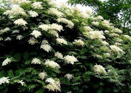 Image result for Sorbaria