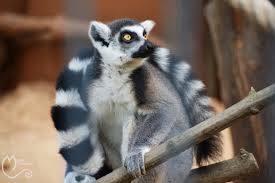 I like to move it official music video. Ein Katta Dem Gar Nicht Nach I Like To Move It Ist Foto Bild Tiere Zoo Wildpark Falknerei Saugetiere Bilder Auf Fotocommunity