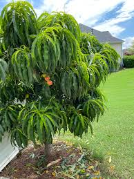 Relocating a tree is not an easy task, especially when it comes to moving mature trees. Backyard Fruit Trees Fruit Bushes Guide In Honor Of Design