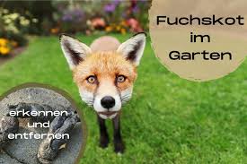 Frisst ein hund seinen eigenen kot, so kann dies ein hinweis auf verdauungsprobleme oder nährstoffmangel sein. Fuchskot Im Garten Was Tun Kot Erkennen